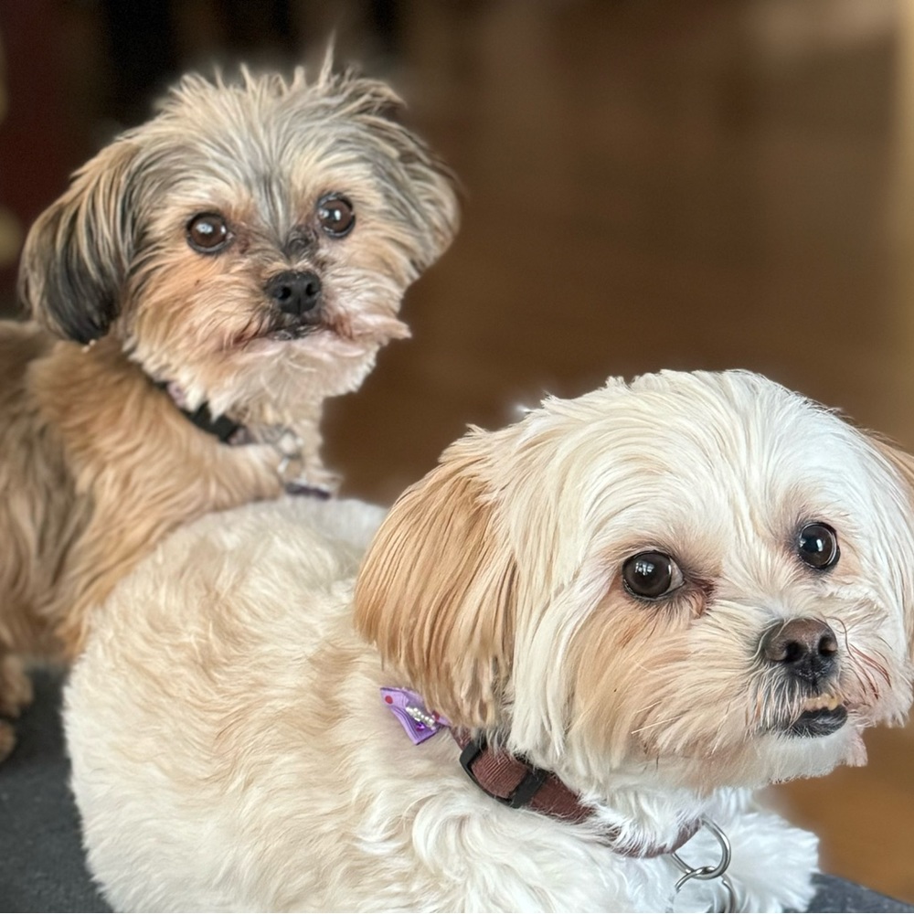 Meet your Posher, Sherri